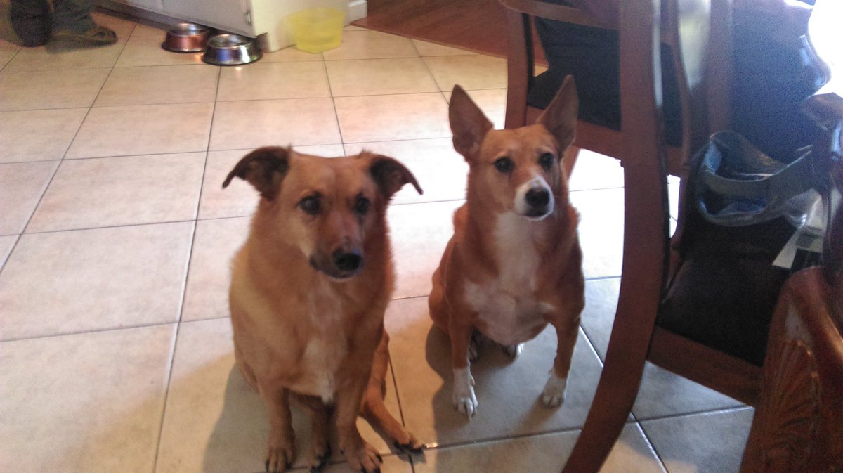 angelic31446956's tweet photo. ๐help end Yulin dogs meat festival post your ๐ photo during awareness week https://t.co/u22mDiSjaX ๐ฟ #FiendsNotFood https://t.co/4oTlNXWwJ6