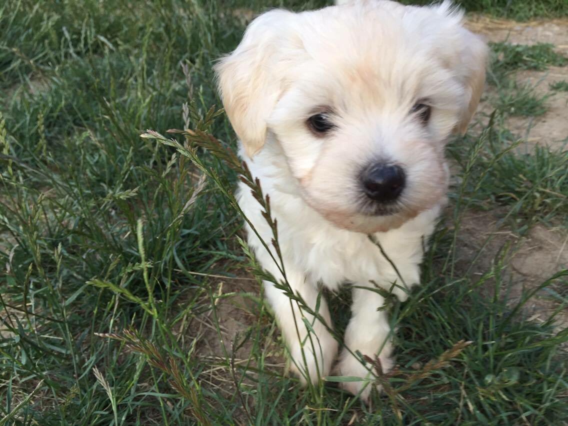 VictoriaHumane's tweet image. Super cute puppies at VHS WestShore Mall puppy event ! Saturday 10-4 #wictoriahumanesociety