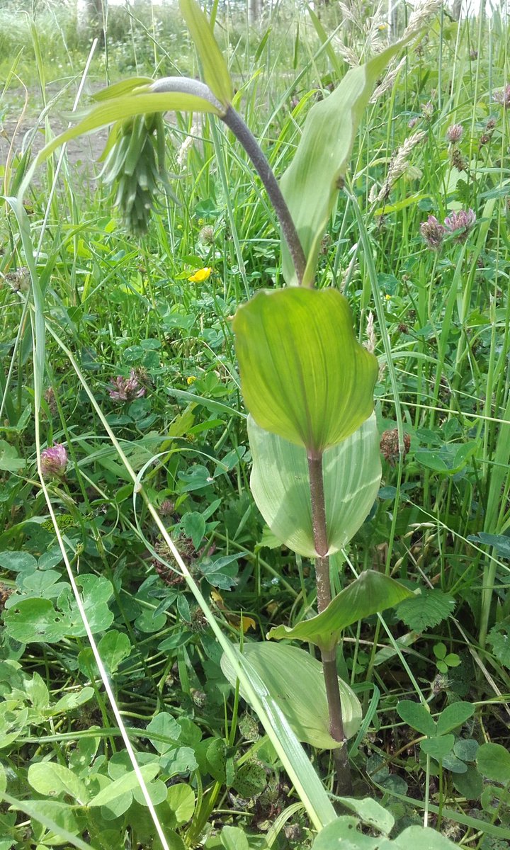 gerardvangriens's tweet photo. In het natuurgebied de #regulieren  staat de wespenorchis bijna te bloeien. We #glk hebben nu een orchideeenkwartet https://t.co/oj9NWdU3Fh