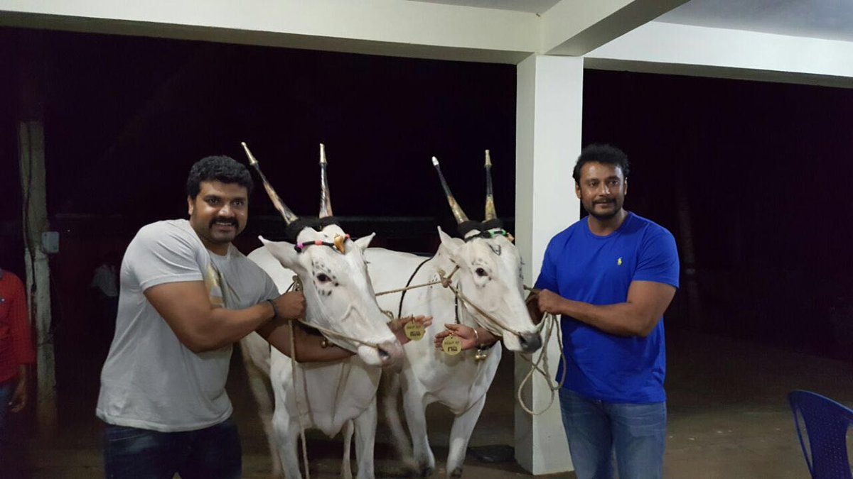 dasadarshan's tweet photo. ನಮ್ಮ ಫಾರಂ ಹೌಸ್ ಅಲ್ಲಿ ಎರ���ು ಎತ್ತುಗಳಿಗೆ ಚಾಲೆಂಜಿಂಗ್ ಸ್ಟಾರ್ ಗಜ - ಟಾಕಿಂಗ್ ಸ್ಟಾರ್ ಸುಜ ಎಂದು ನಾಮಕರಣ ಮಾಡಲಾಗಿದೆ. https://t.co/q72zHivEBs