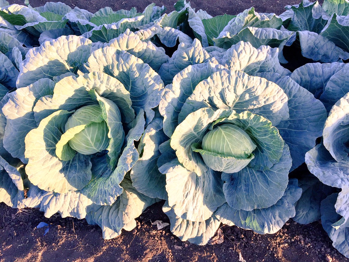 HoekSeedlings's tweet photo. Montra - #Cabbage showing promise. #Hazera #LimaGrain #Agriculture #Brassica #Seedlings #HoekSeedlings #Pongola https://t.co/N1oGvrc0Va