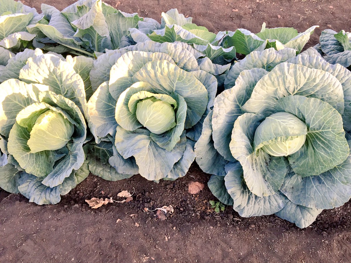 HoekSeedlings's tweet photo. Montra - #Cabbage showing promise. #Hazera #LimaGrain #Agriculture #Brassica #Seedlings #HoekSeedlings #Pongola https://t.co/N1oGvrc0Va