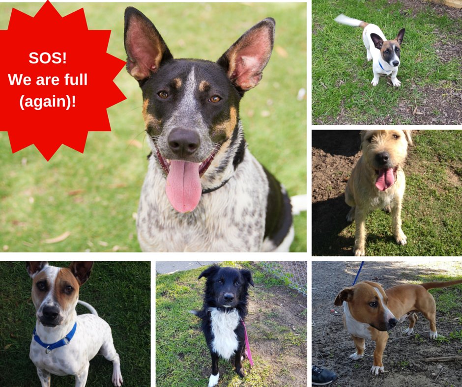 DogsRefugeHome's tweet image. SOS! We are full. If you're ready to own a dog please come and have a look. Open all weekend.@tweetperth @perthlife_
