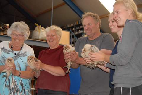 KerkuilTexel's tweet photo. Gisteravond weer een succesvolle sessie kerkuilen ringen. 4 broedsel 18 pullen. #kerkuiltexel #Texel #puurnatuur https://t.co/NYCs6alnKZ