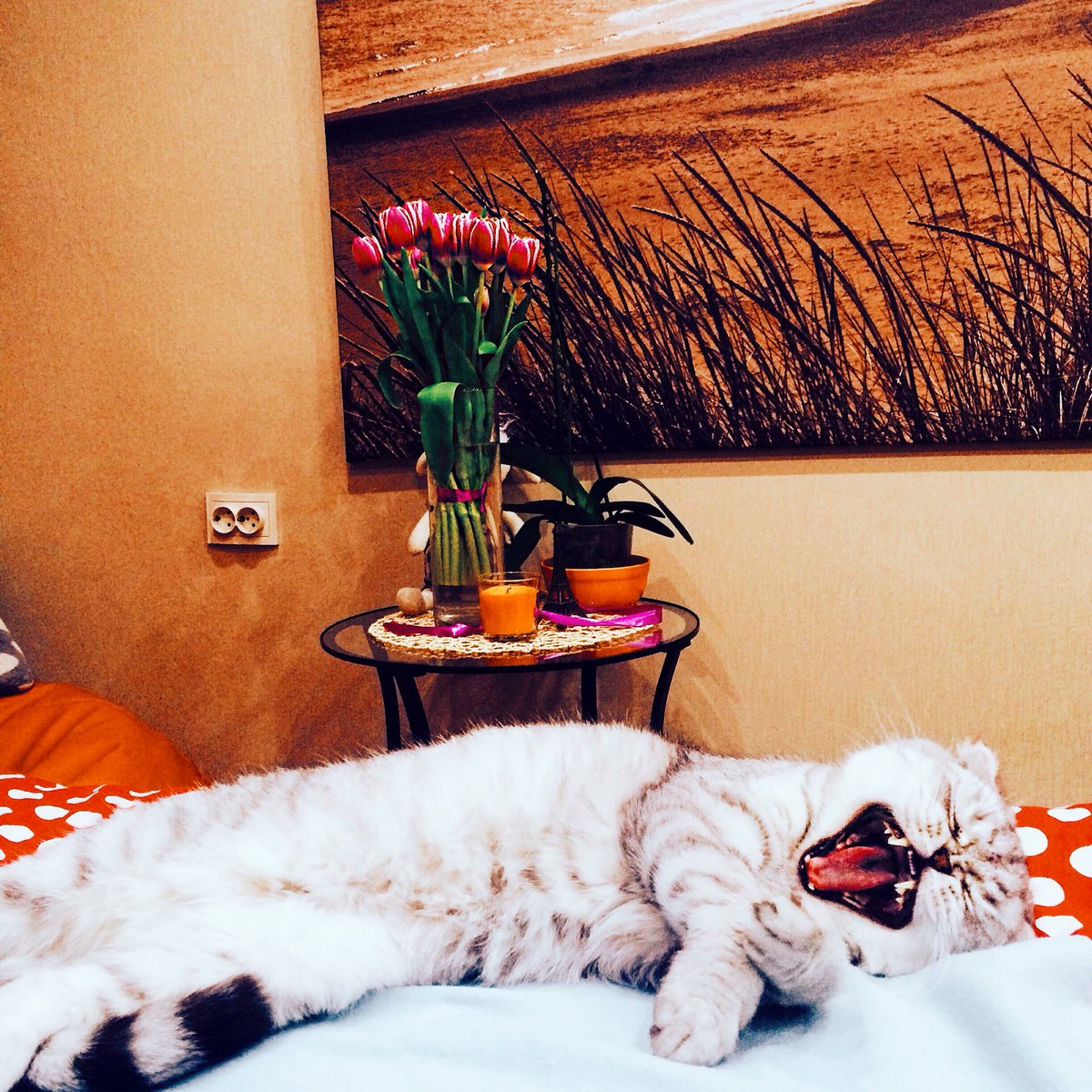 Acheremisinova's tweet photo. Вот оно - моё самое доброе утро❤️🌷☁️ https://t.co/52lTHq4ckZ