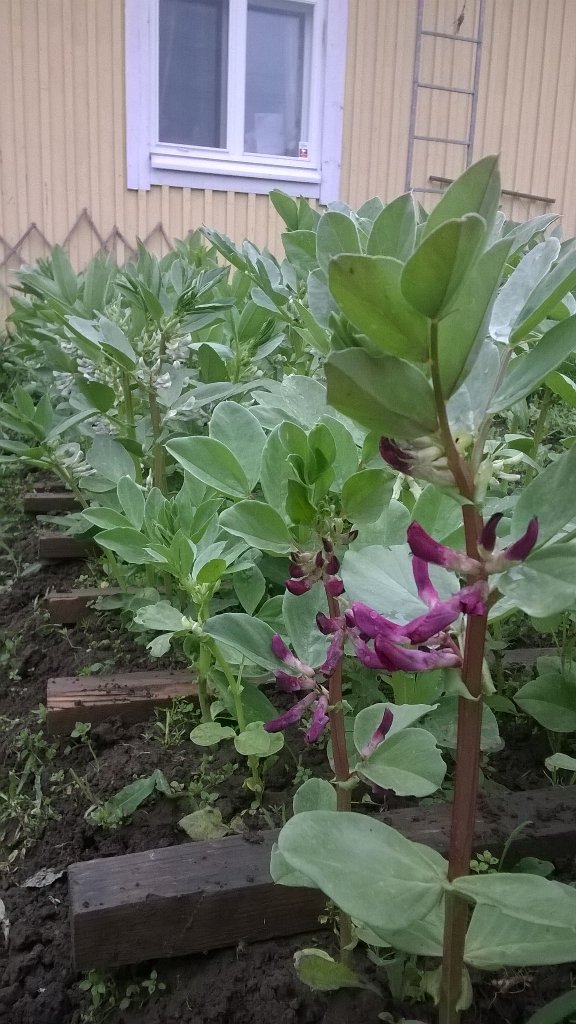 laikalle's tweet photo. #Härkäpapu aloittelee jo kukintaansa. #papuhaaste #puutarha #IYP2016 #CrimsonFlowered https://t.co/dQAMcfMV4E