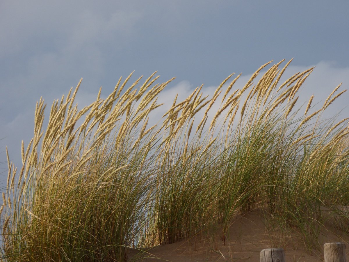 Gomecello's tweet photo. ยฟConocรฉis el barrรณn? Esta gramรญnea, Ammophila arenaria, vive en dunas de Europa y el N.รfrica #SandDuneRestoration https://t.co/kZ2A5ZdESA