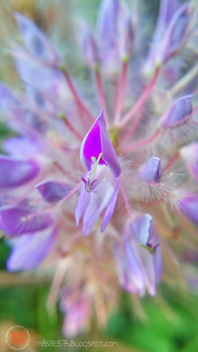 masbe07's tweet photo. Bunga
#coferone #trenggalek #macro #macrophotography #phonegraphy #flowerphotography #flowerpower #flowersanmacro https://t.co/Xg6P503WBD