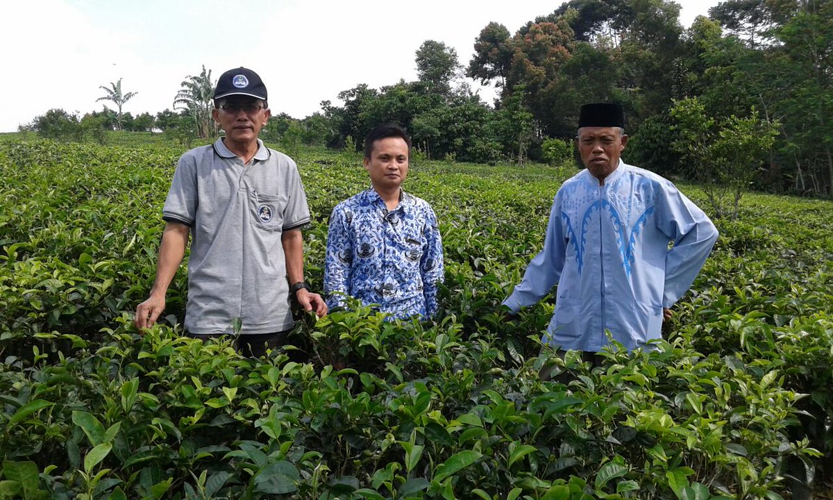 disbun_jabar's tweet photo. Kebun Produksi Teh di Poktan Mitra Tani Kec. Takokak Kab. Cianjur seluas 8 ha. #bspmb https://t.co/BKB7PV0bYp