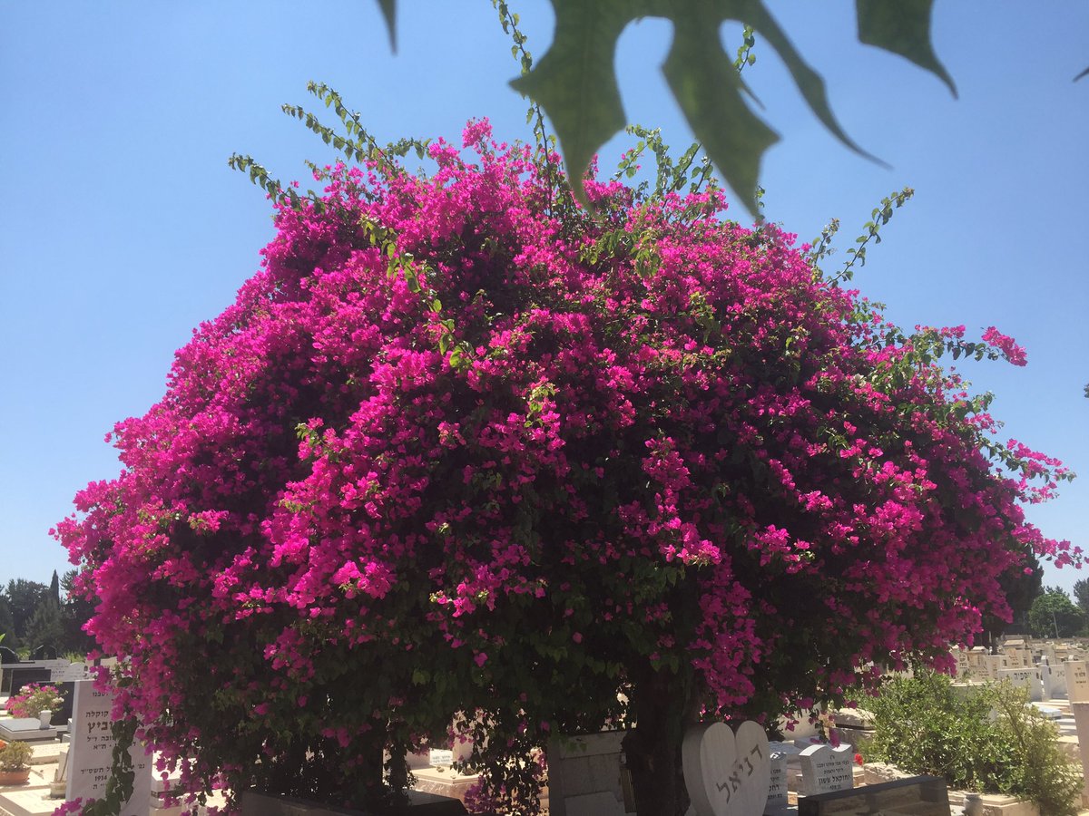 EviGuidaIsraele's tweet photo. Una favolosa #bougainvillea su un albero a #telaviv #buonsabato #shabbatshalom a tutti #Israele #EviHorowitz https://t.co/jHDxu63dhZ