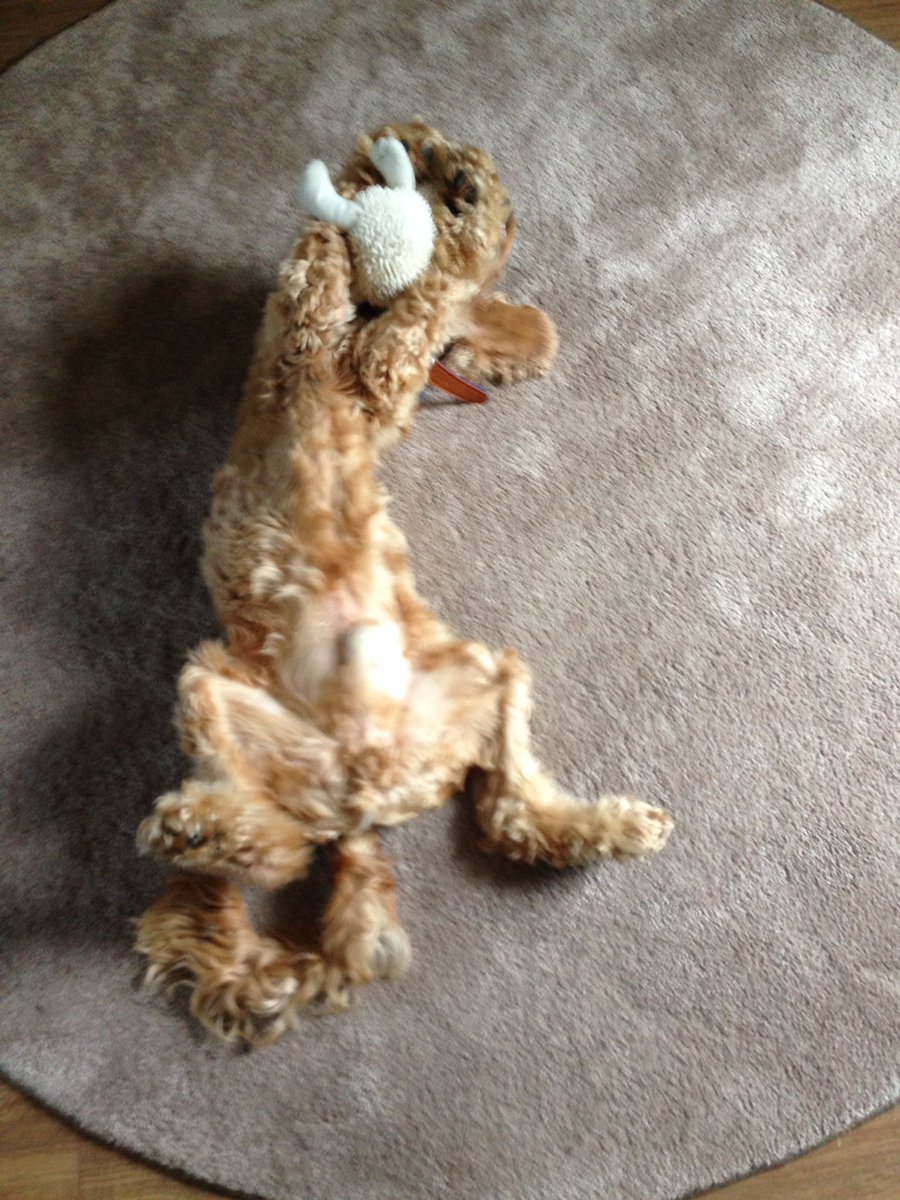 dogcelebration's tweet photo. Diggys in trouble, went upstairs caught him with his head in a Doritos packet. He's not sorry  🐶🐾 #DogCelebration https://t.co/JzI0eJbIqb