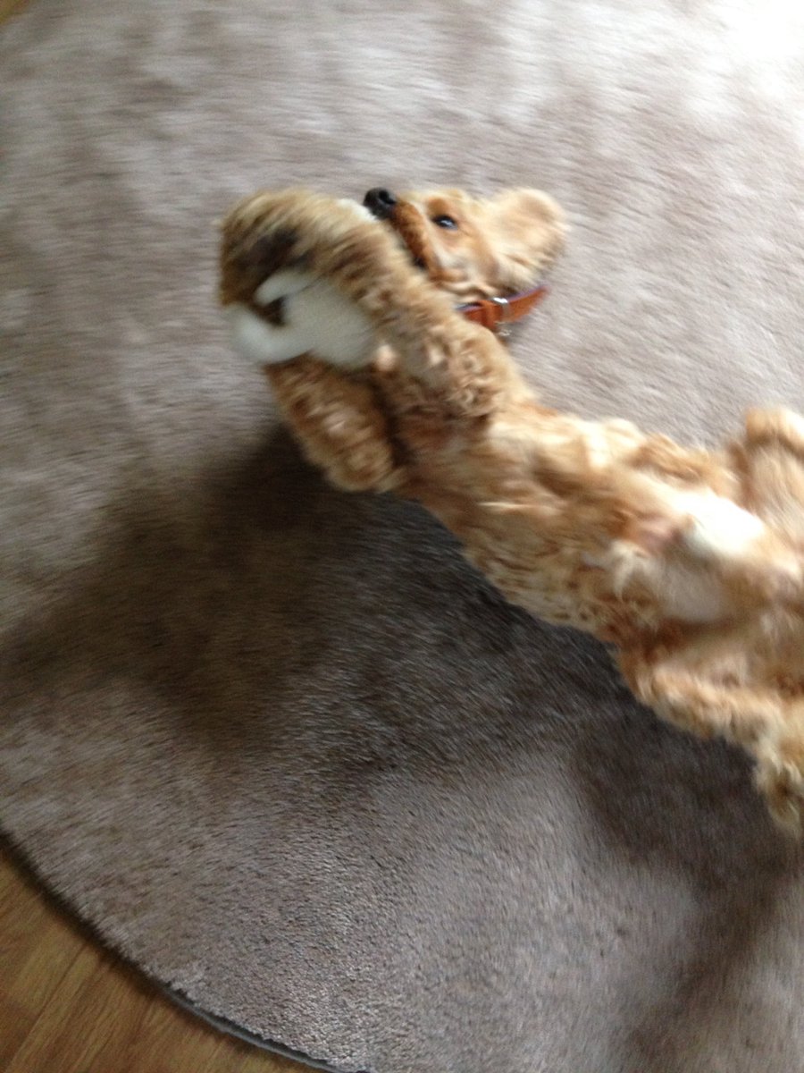 dogcelebration's tweet photo. Diggys in trouble, went upstairs caught him with his head in a Doritos packet. He's not sorry  🐶🐾 #DogCelebration https://t.co/JzI0eJbIqb