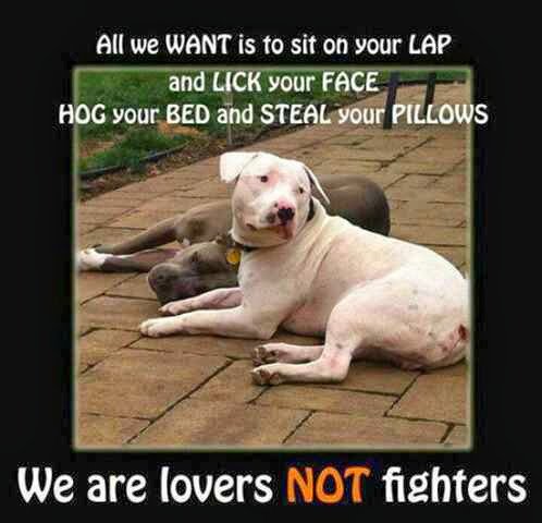 🐶🐾#DontBullyMyBreed🐾🐶 tweet media