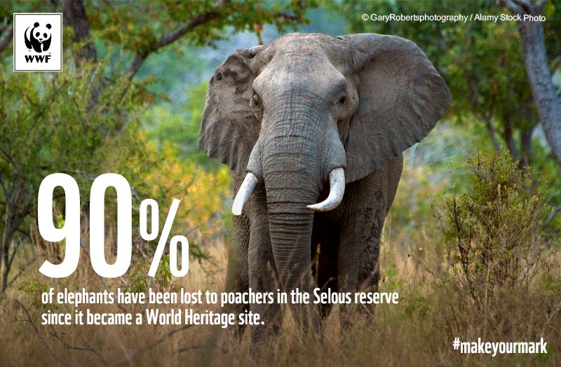 WWF's tweet photo. In 1982, Selous had over 100,000 elephants but now holds only 15,000 #makeyourmark https://t.co/MidIUxGCBo https://t.co/KB5Ra9adVB
