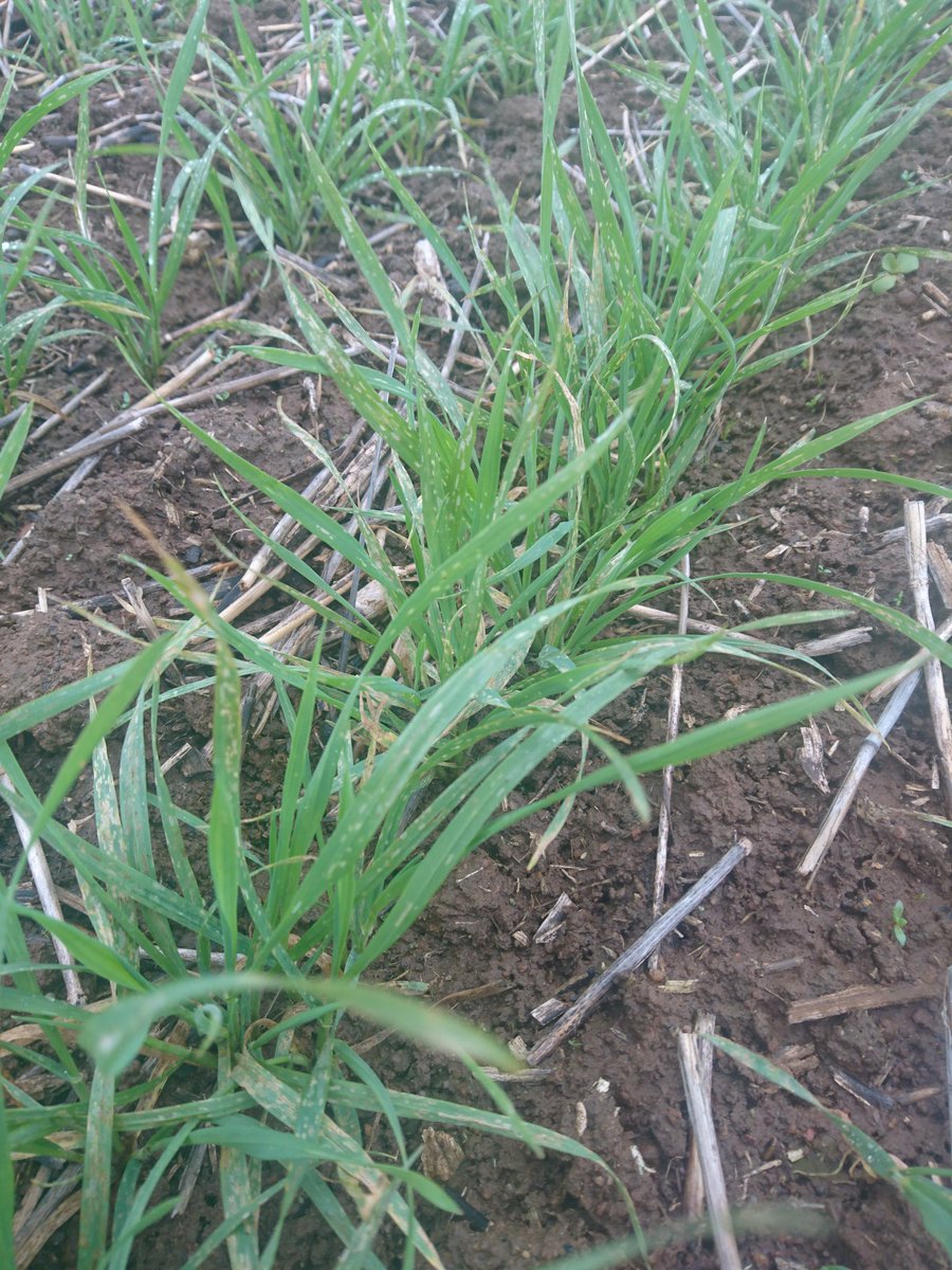 Quiggs's tweet image. Lucerne flea grazing on Lancer. Hope they drown, too wet to spray.