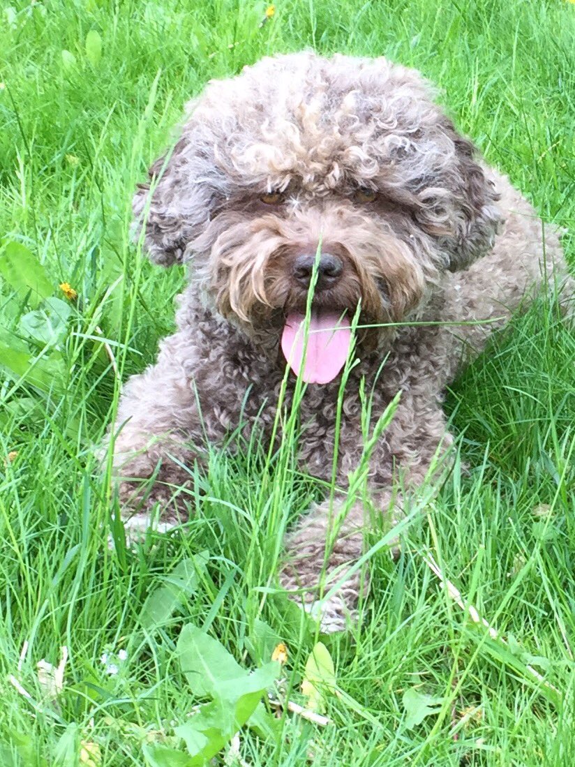 KarinLindahl's tweet photo. Malla #Skolhund tar sommarlov.#lagotto https://t.co/bq6ZrABnzV
