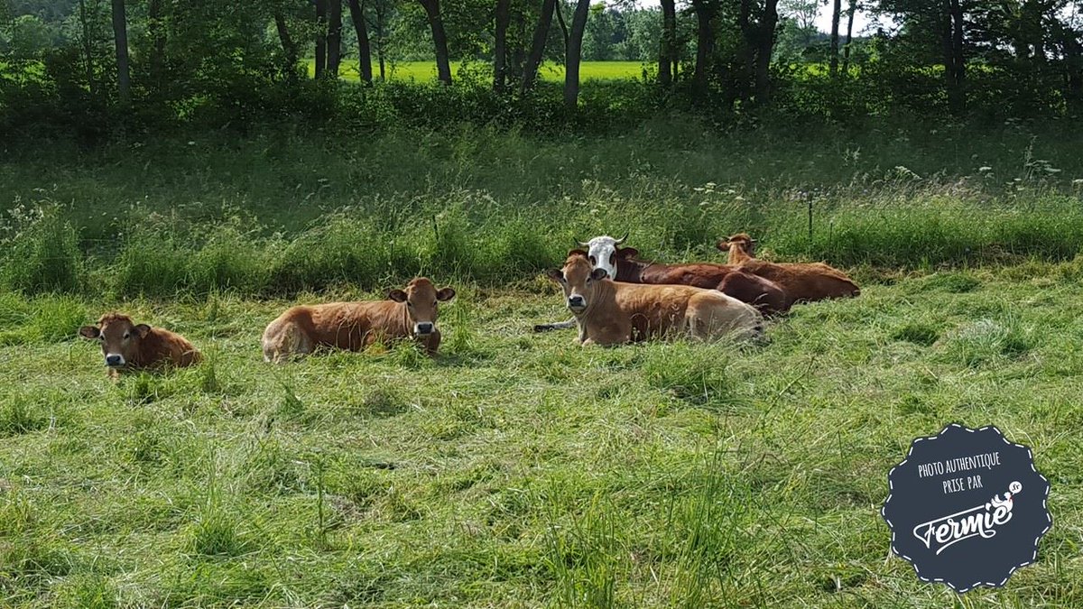 FermieRAA's tweet photo. Fermie est en Haute-Loire !#enpréparation #local #fermie https://t.co/lvIJMq5yWr
