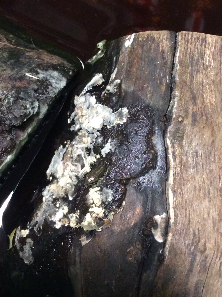 Mr_Moore89's tweet photo. One of the tadpoles has turned into a tiny little frog! Everyone is excited in reception @BoothferryPS https://t.co/aEVhpjs8aR