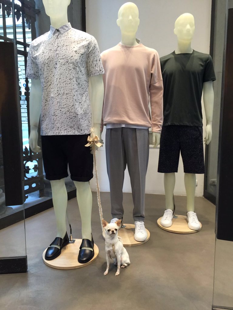 tessandi_van's tweet photo. @forpetsonlyIT @chihuahua@topmodel https://t.co/i3QaO7BwKQ