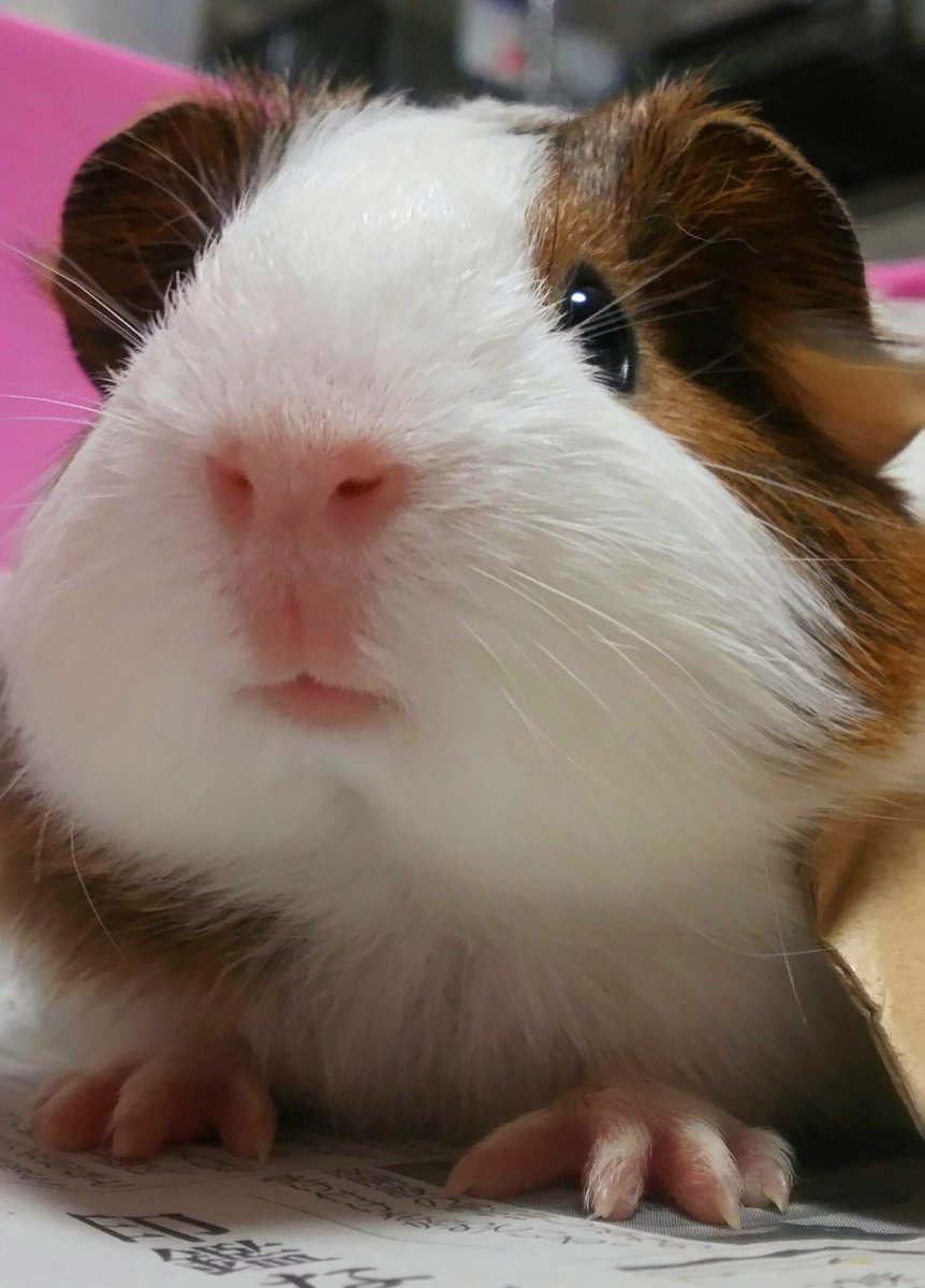 動物写真 時々生体販売お知らせ こまこや در توییتر モルモットってどこから撮ってもなんか こう 良い モルモット 動物の口元 動物写真 時々生体販売お知らせ こまこや در توییتر モルモットってどこから撮ってもなんか こう 良い モルモット 動物の口元