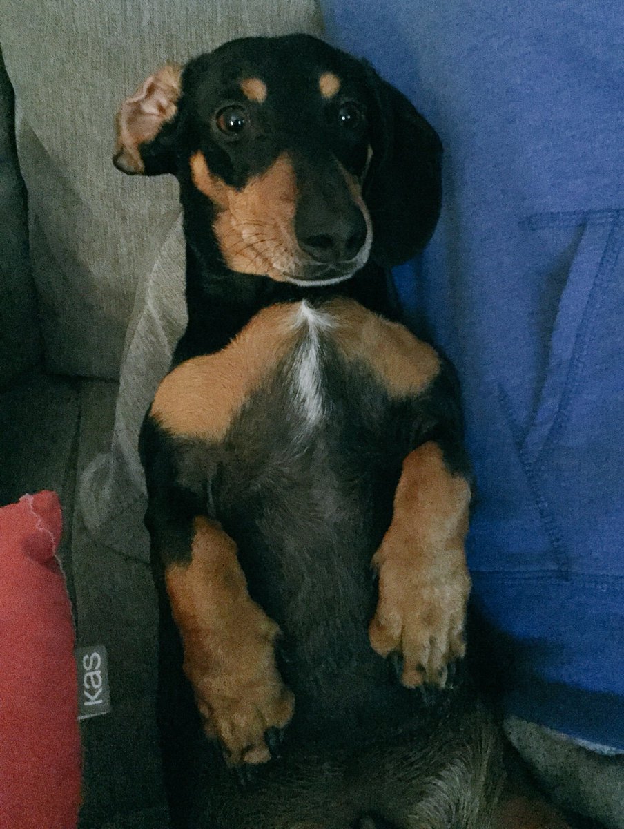 Grace_withers's tweet photo. Max is ready to watch orange is the new black https://t.co/nIVo9PTX9G