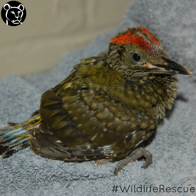 BornFreeFDN's tweet photo. Meet our latest rescue - a green woodpecker! He'll be taken to our good friends at @FollyWildlife 🐦 #WildlifeRescue https://t.co/cMLZqngUdT