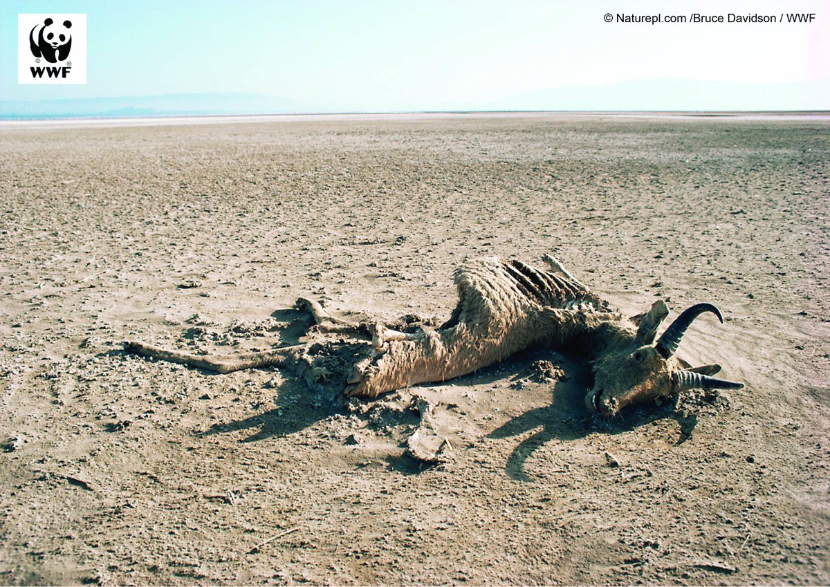 It's world day to combat desertification & drought,learn what WWF Africa is doing ow.ly/d/4UMa @UNCCD