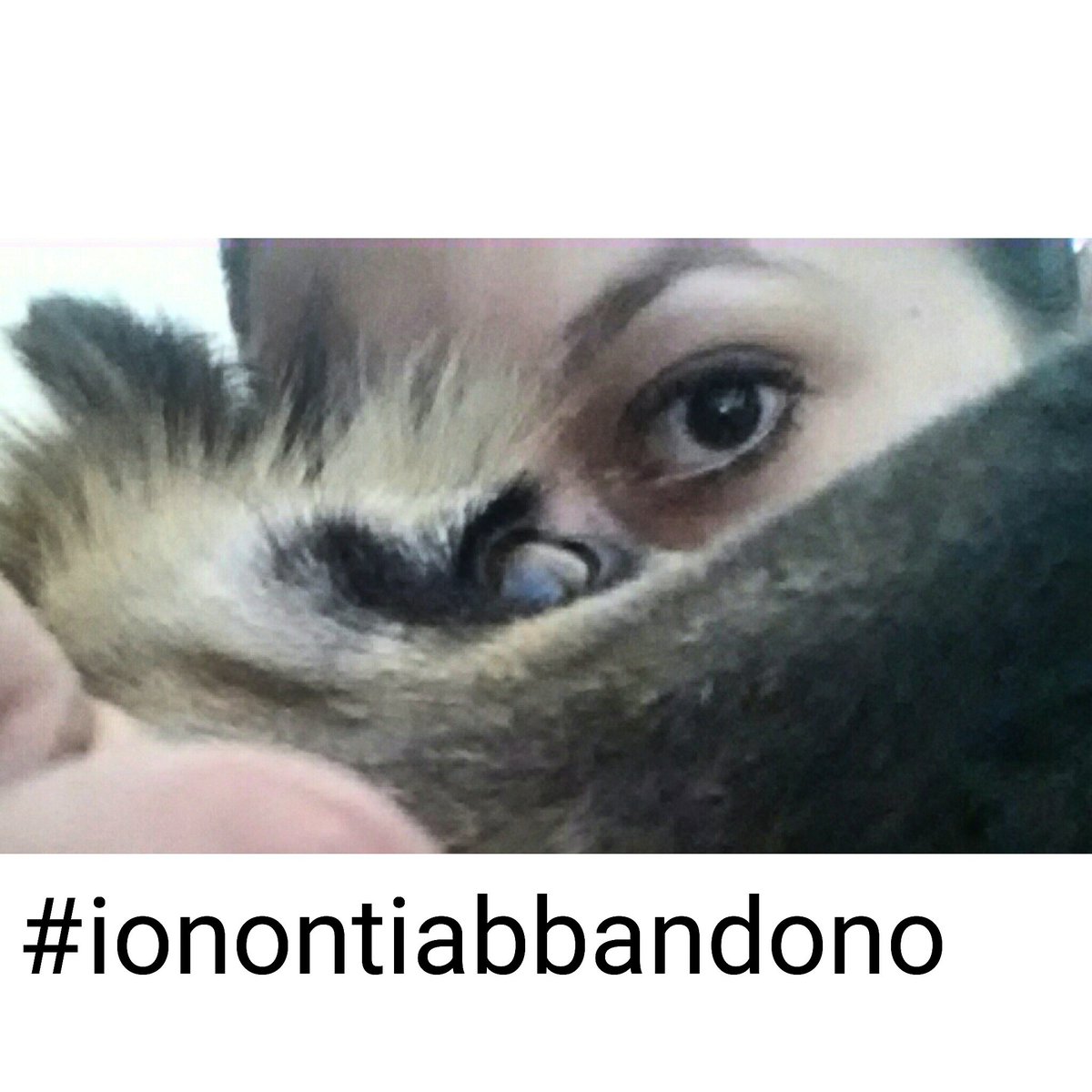 Luce8813star's tweet photo. #ionontiabbandono #saveadoglife tutte le forze dell'ordine sono competenti e DEVONO intervenire. No all'INDIFFERENZA https://t.co/SVRGmesGlq