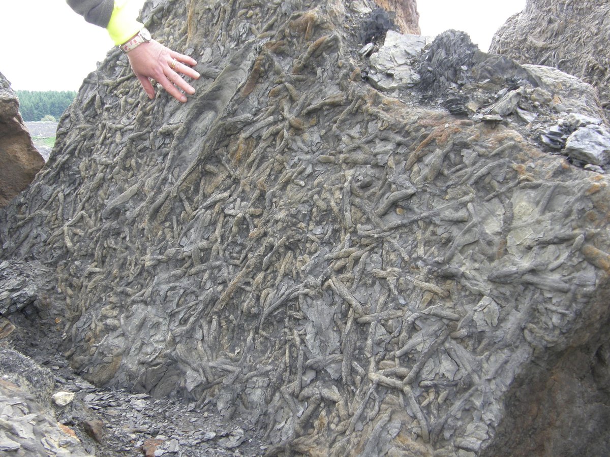 BGS in Scotland tweet media