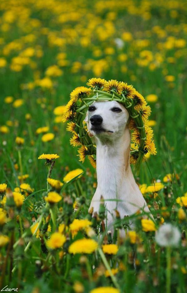 MyPetDirectory's tweet image. For everyone going to @Seasessions, Have a great weekend! #SUMMERTIME