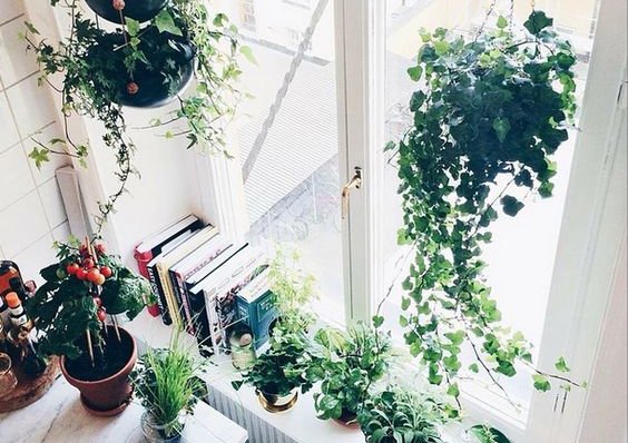 Lovegreen Ecストアオープンしました 風で揺れる姿が愛らしい こんな植物を吊るしたい T Co Tstmhe9wop 風 吊るす 飾り方 植物 植物のある暮らし 観葉植物 Interior インテリア 部屋 Diy