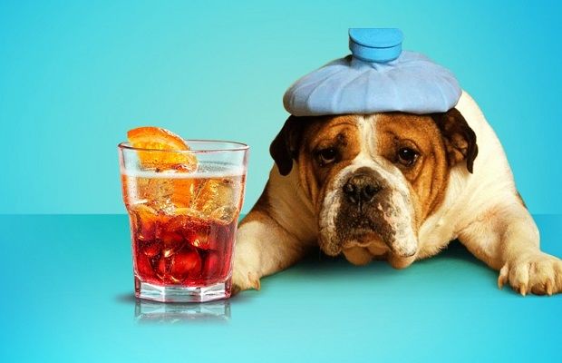 MyPetDirectory's tweet image. What is needed after a festival. Hope everyone had  a great weekend!
