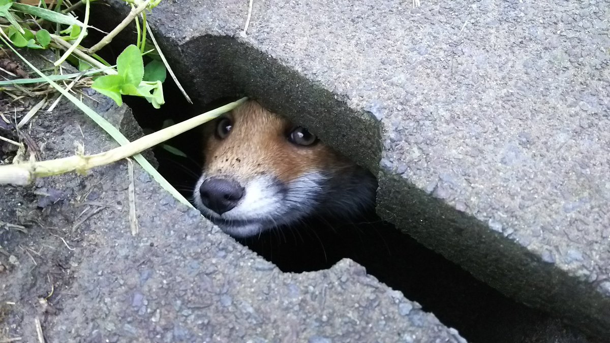 みづ たまたま仕事中に出会った野生のキツネと会話を試みた 餌付けしちゃうと人里降りてきて轢かれたりしたら悲しいから食べ物 は全くあげていないけど エキノコックス無かったらお持ち帰りしたいレベルでキツネ大好き 可愛すぎだ T