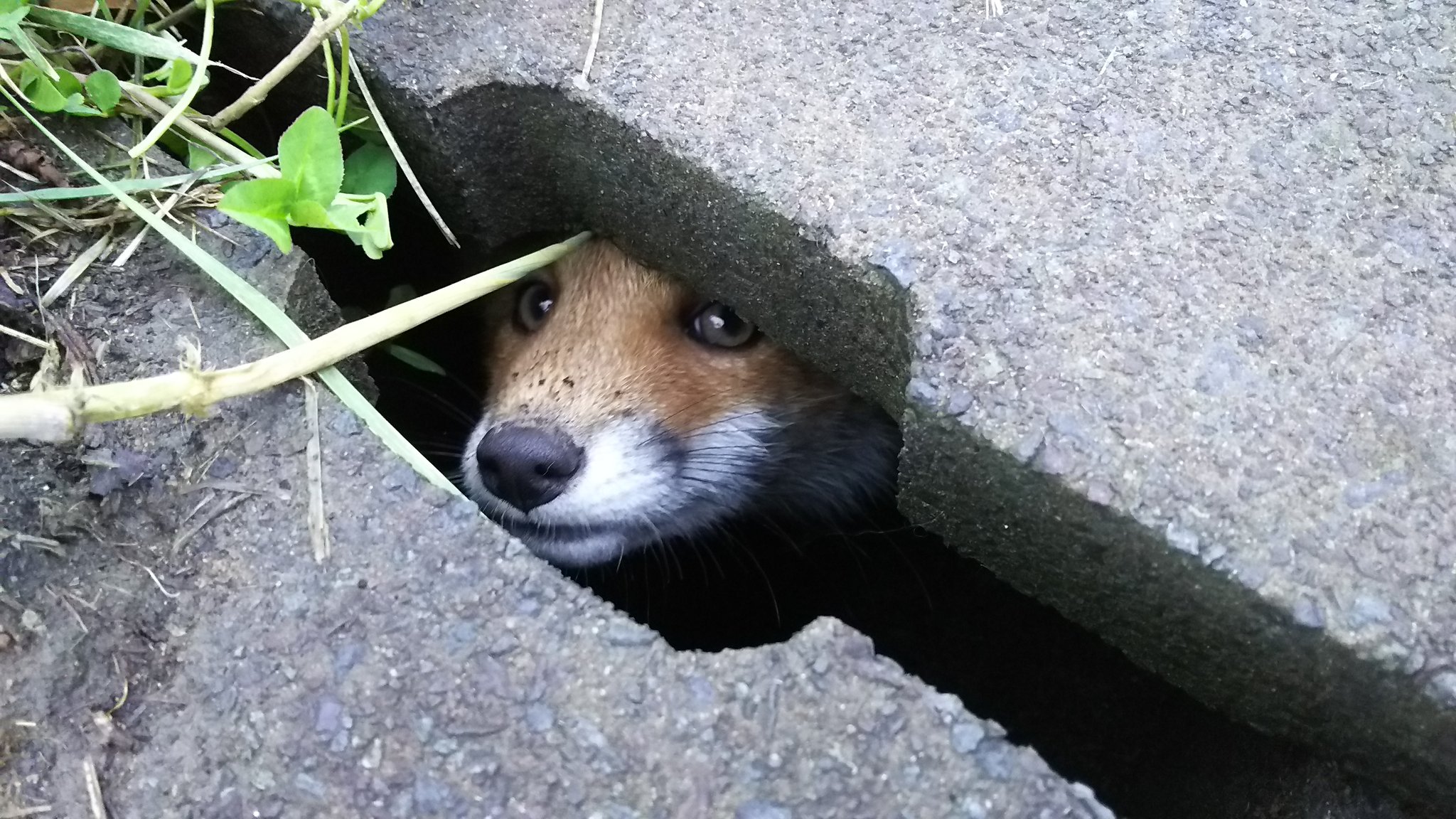 みづ たまたま仕事中に出会った野生のキツネと会話を試みた 餌付けしちゃうと人里降りてきて轢かれたりしたら悲しいから食べ物は全くあげていないけど エキノコックス無かったらお持ち帰りしたいレベルでキツネ大好き 可愛すぎだ T