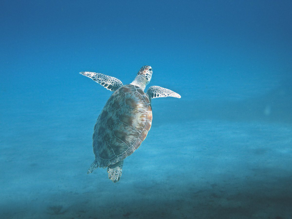 snorkelmasque's tweet photo. If you've never been underwater, you haven't seen the real beauty of the Earth! #snorkeling https://t.co/MZUKynTheQ