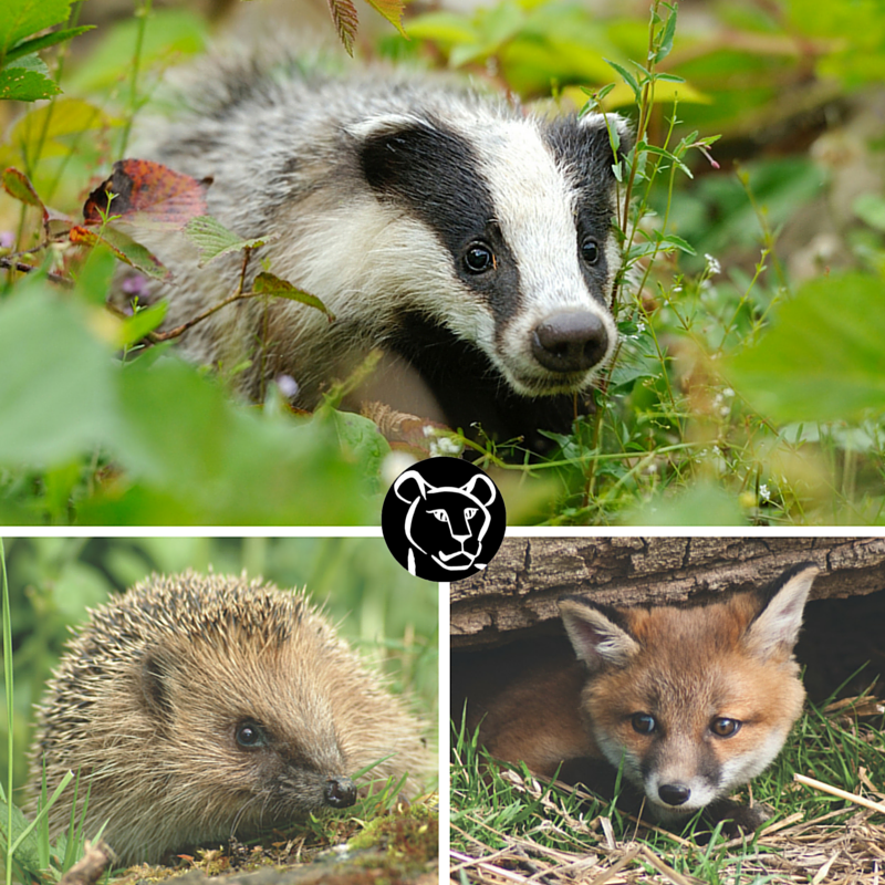 BornFreeFDN's tweet photo. Join @willtravers, @fishvetmj &amp; @domdyer70 at the #BirminghamWildlifeFestival tomorrow @ 10am-6pm @ Centenary Square https://t.co/jfqxLcfYu2