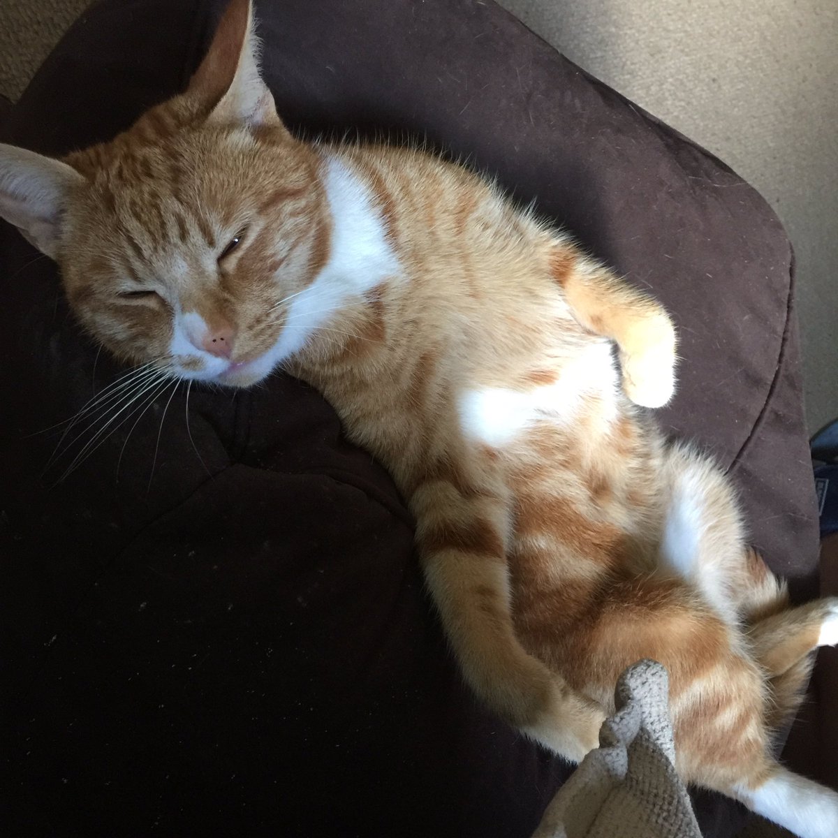 legogingertom's tweet photo. A snoozing #jellybellyfriday https://t.co/ojbcuaZ5GY