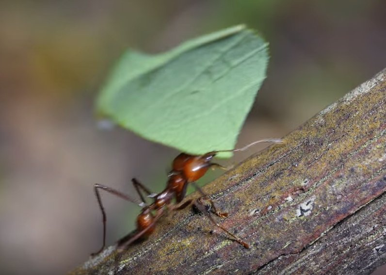 mental_floss's tweet image. What Do Ants Do With the Leaves They Carry Around? — bit.ly/1Uz8sPS