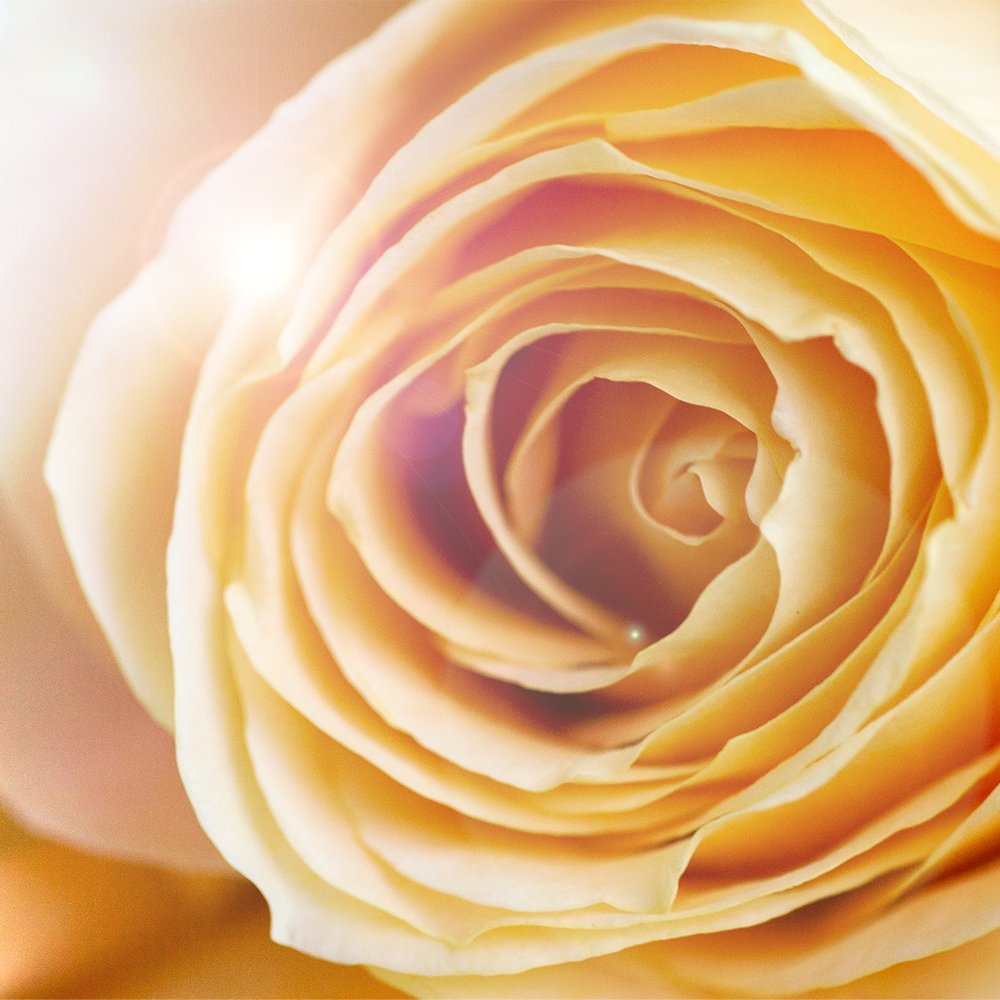 No matter the weather… Always bring our own sunshine! #damasque #scentedroses #nomattertheweather