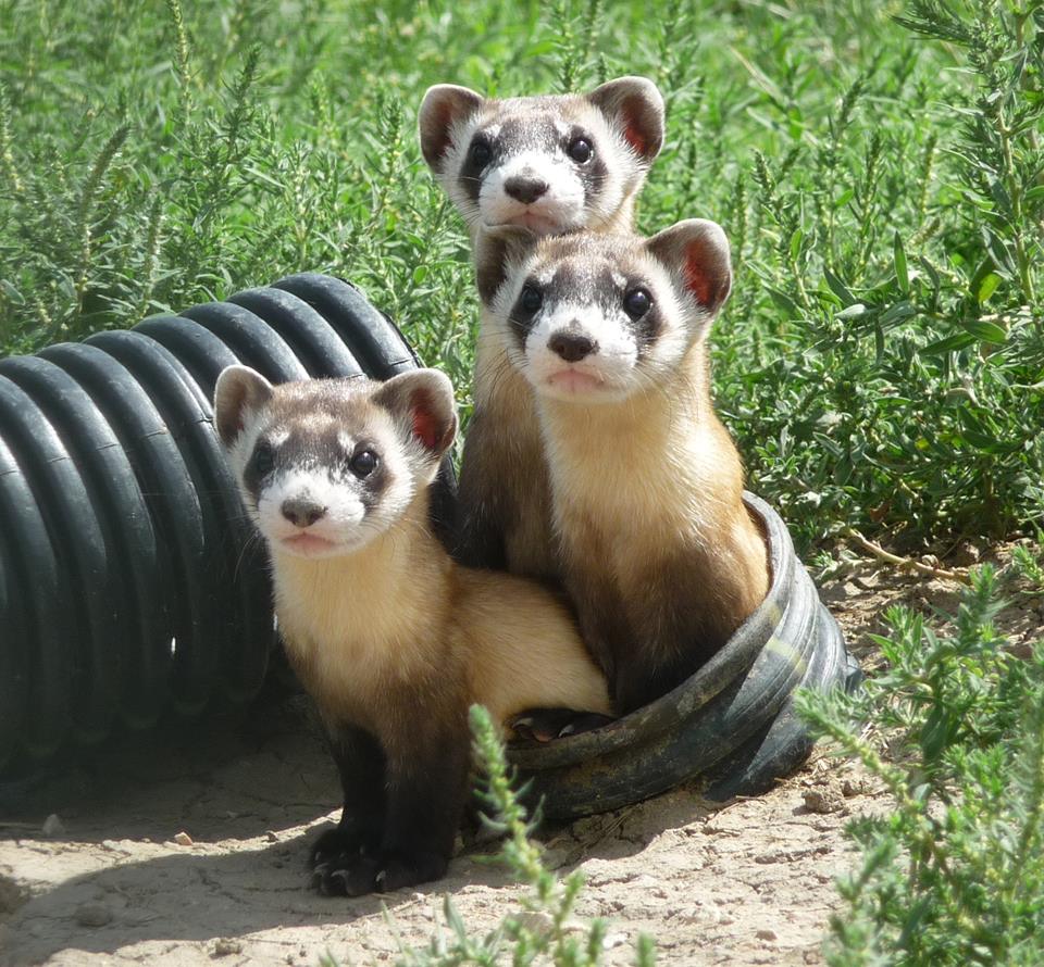 USFWSMtnPrairie's tweet photo. Watch real-time, 24/7 footage of North America's most endangered (and cutest) mammal! https://t.co/1VGqjco9as https://t.co/XBPt79I10v