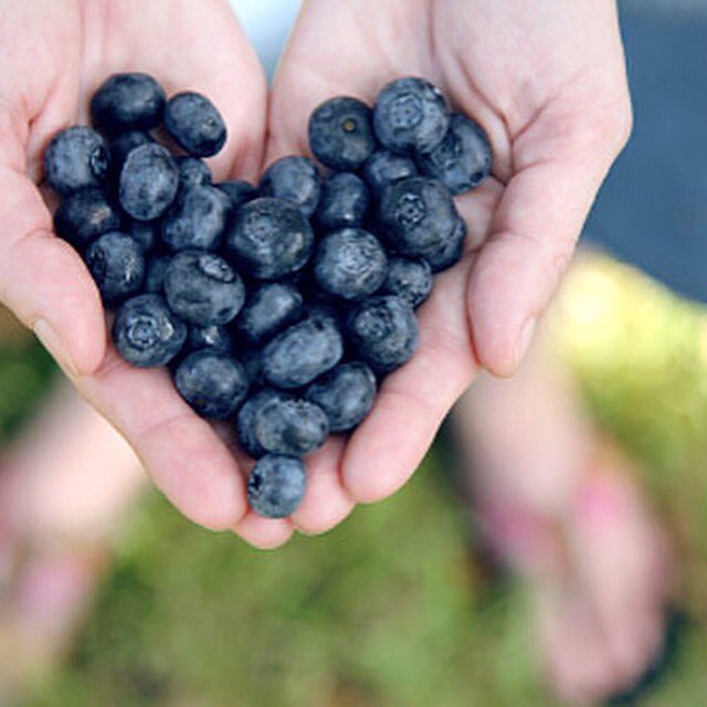 CheyennesMarket's tweet photo. Blueberry season has started!!!! Open till 7pm tonight @CheyennesMarket #jerseyfresh https://t.co/OAMWqlWDHO