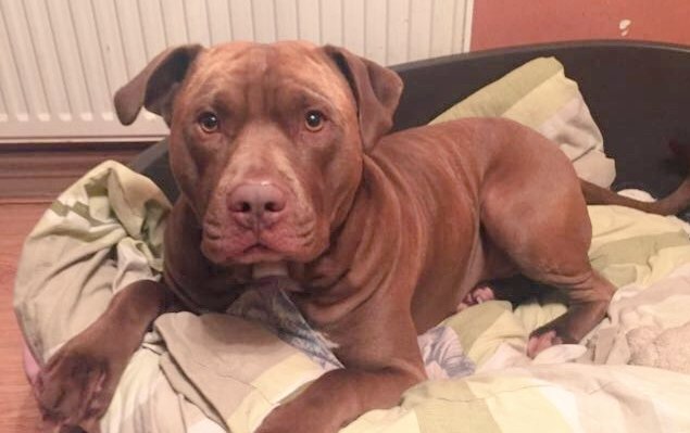 TheSaveABulls tweet media