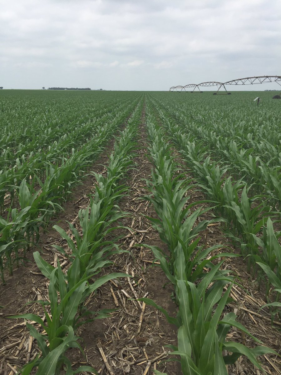 cmarzahn05's tweet photo. Excellent field of #P0589AM!! Great out of the ground and off to the races!! https://t.co/1EbAXzYLI5