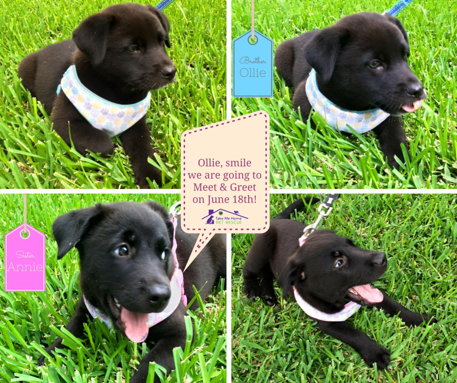 tmhprescue's tweet photo. Meet Ollie &amp; Annie this Saturday!  https://t.co/A1cyvzwdJV #rescue #puppies #adopt @DogRescueTweets @DFWPetShare https://t.co/tLpJ18HWb2