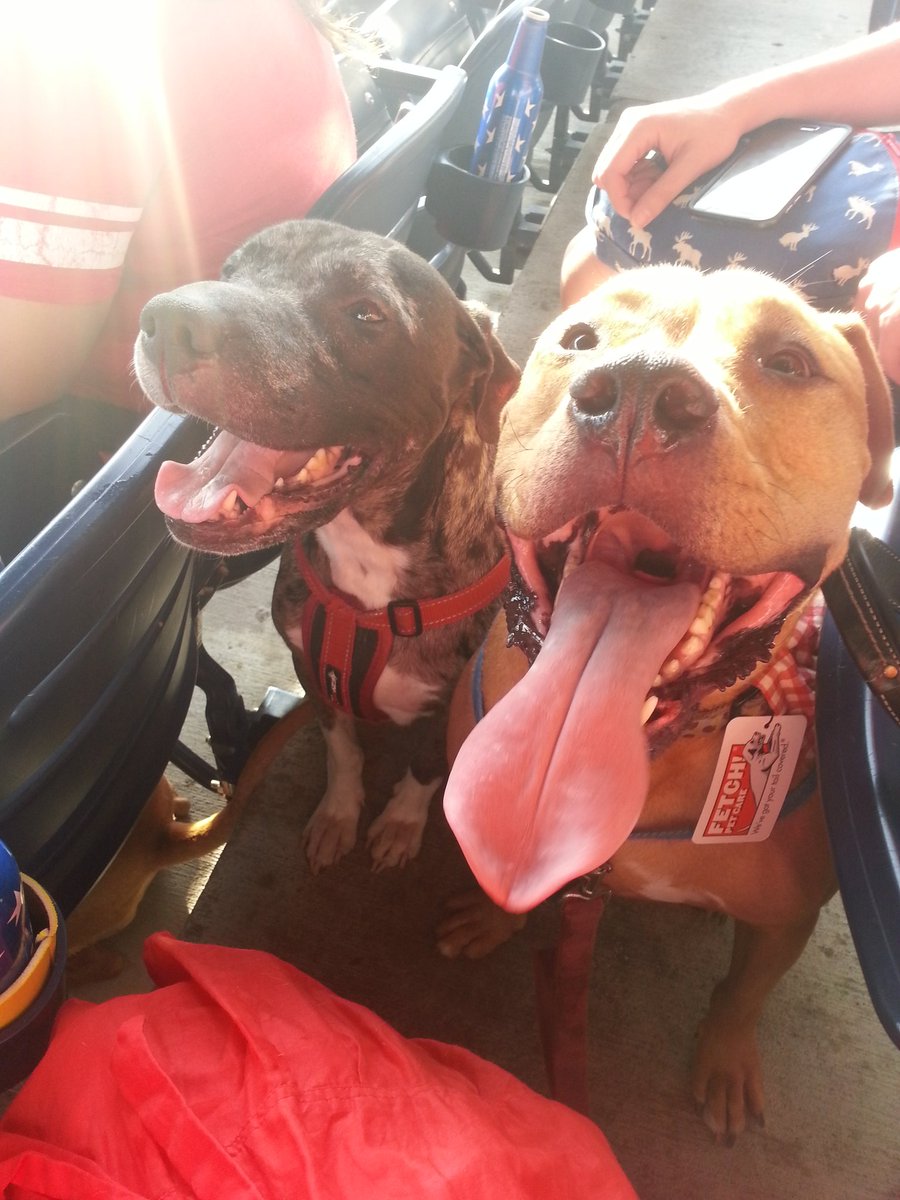 ExistentialTonk's tweet photo. Showing off my panting skills Monday at #pupsinthepark w BF Moose. Baseball is boring; the treats were delicious. https://t.co/piV2TRQvfo