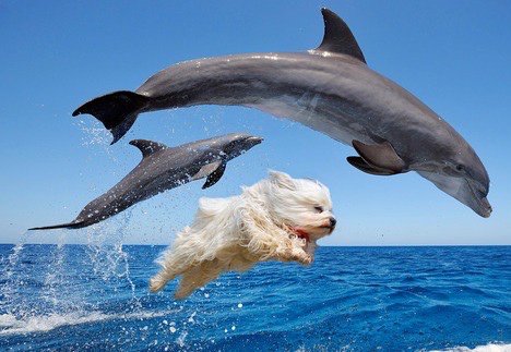 HashtagCuteness's tweet image. This pic is sick: