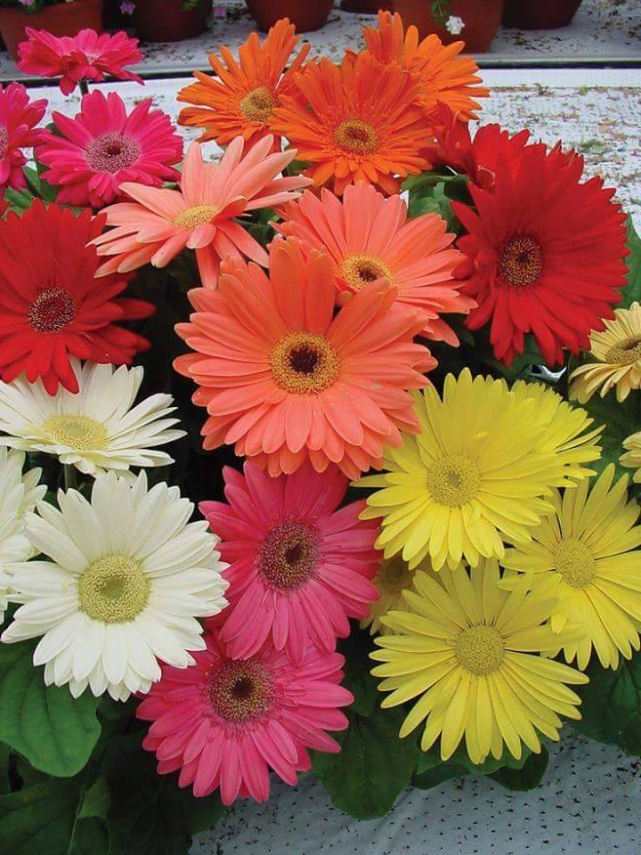 @YW_Ravolotion <a href="/purpuracocaes/">#Colombia</a> @Luckyman_2016 @RED1220777 <a href="/Sylv33/">Sylvie-T 🪷🌏🧳🎶🌹</a> <a href="/sudihargo/">⚜JuLia⚜ 🇮🇩</a> <a href="/BODYGUA89419512/">BODYGUARD</a> @Natali122550