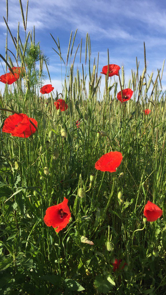Bergnarrisch's tweet photo. Mal einen Blick in unmittelbarer Nähe... #Langwieder #Haide https://t.co/K99DgsgAEZ