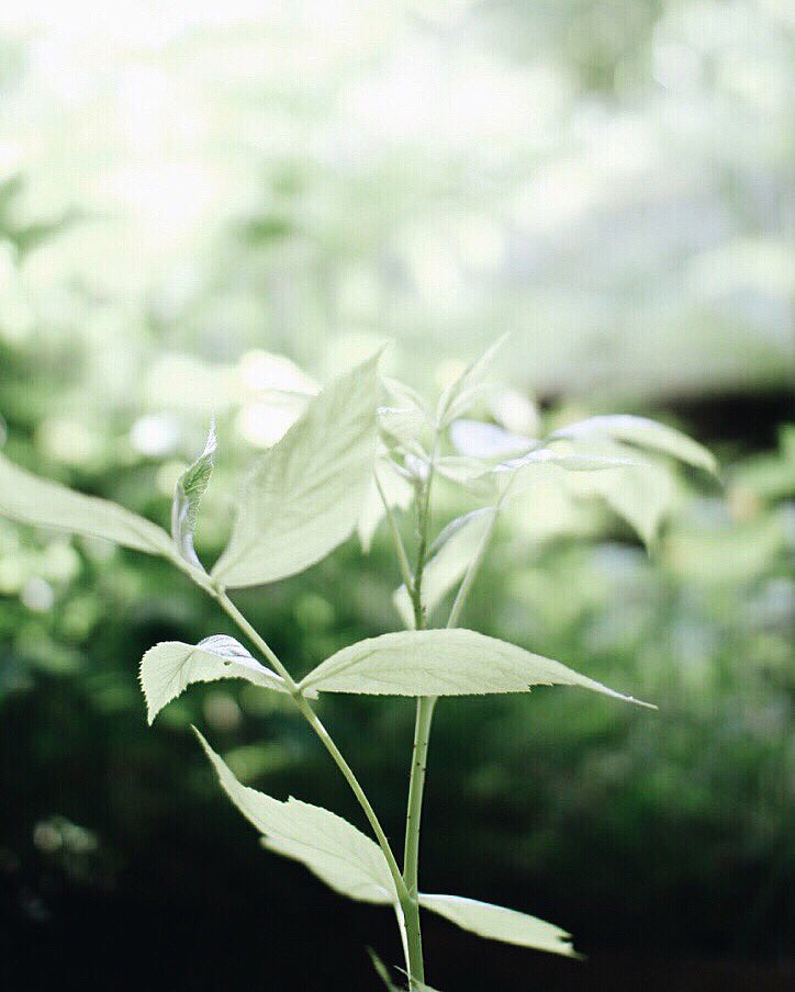 lemondeestanous's tweet photo. Green Mama π± #inmygarden #raspberrybush #landes #mycabininthewood #mothernature https://t.co/Zgs72KnxW1