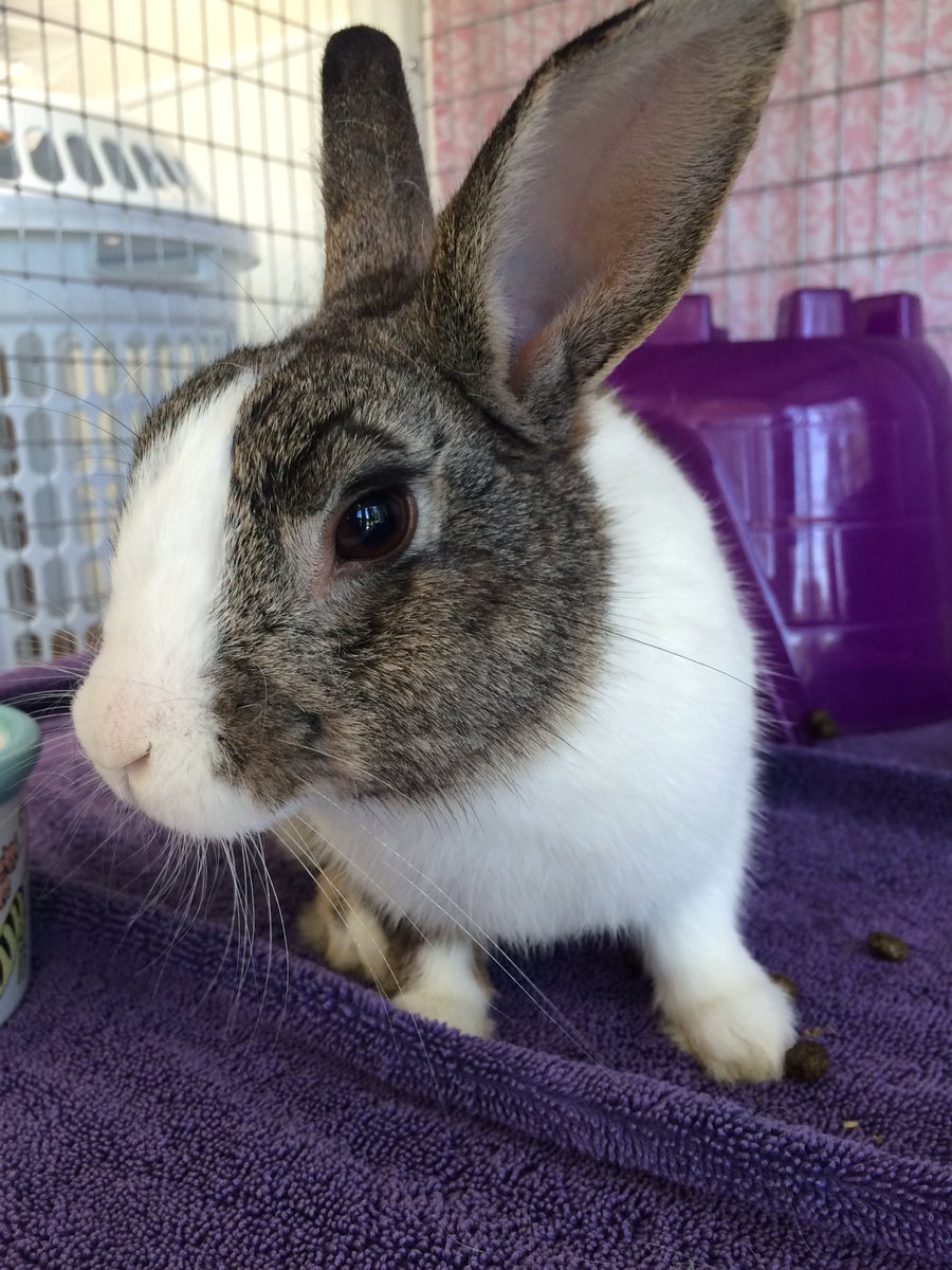 IC Animal Center tweet media